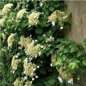 Best Shrubs for Shade Gardens - Bergen County, NJ