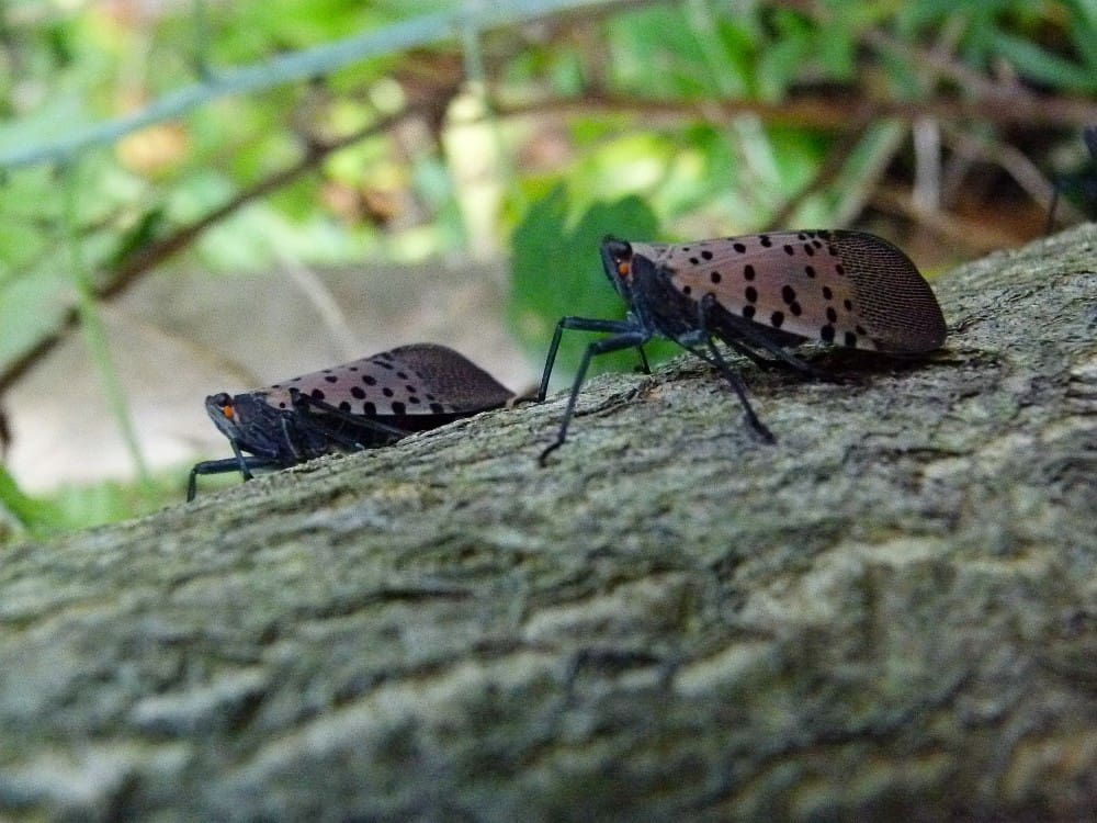 Are Spotted Lanternflies Poisonous To Pets 