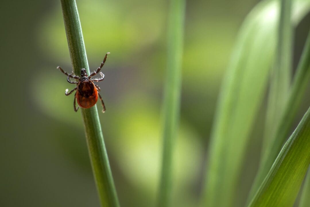 When Should I Treat My Yard for Fleas and Ticks?