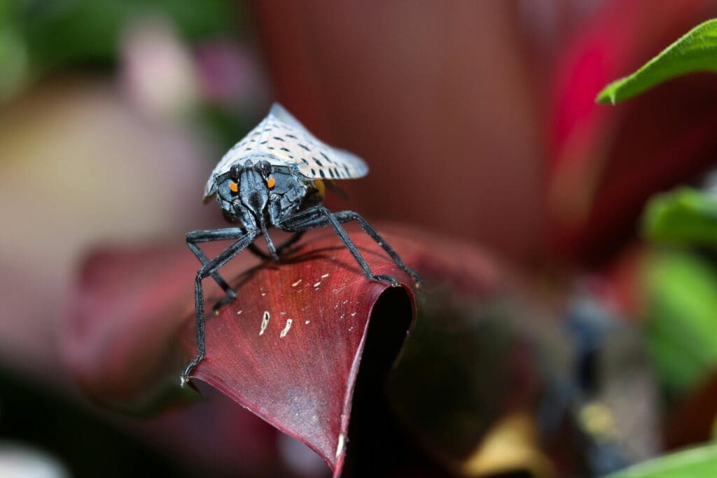 how-long-do-spotted-lanternflies-live