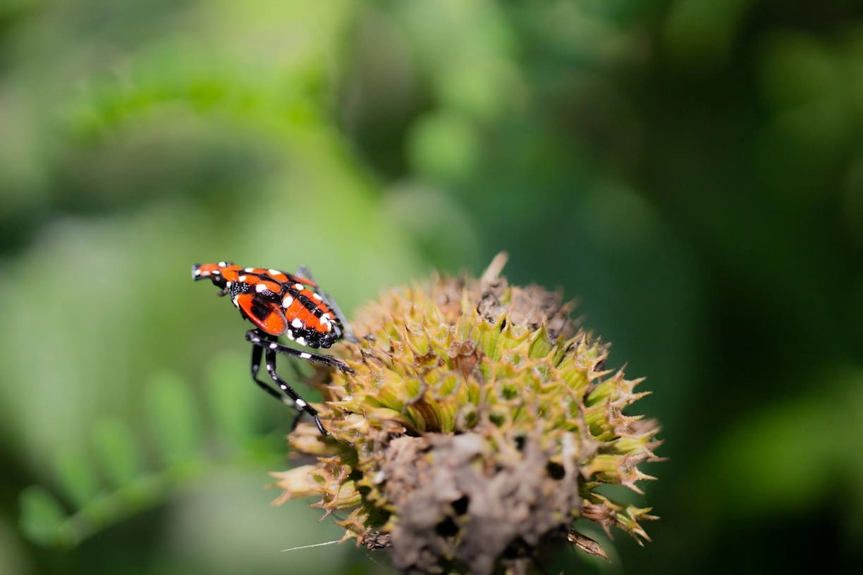 when-do-spotted-lanternfly-eggs-hatch