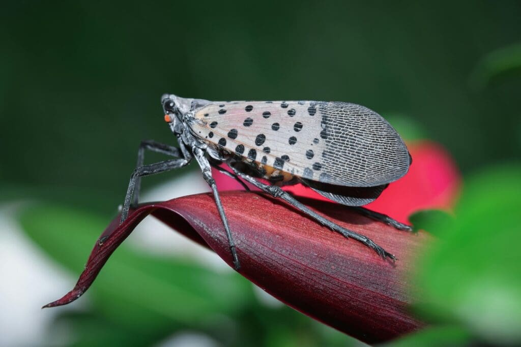 will-spotted-lanternfly-die-in-the-winter