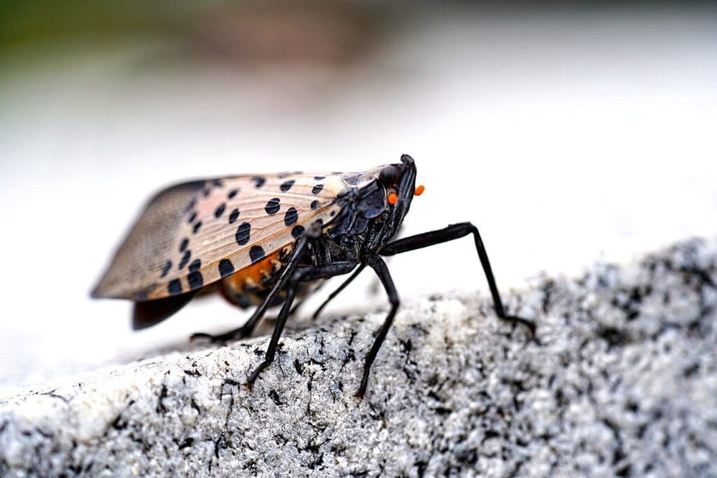 A Growing Threat: How Do Spotted Lanternflies Damage Trees?