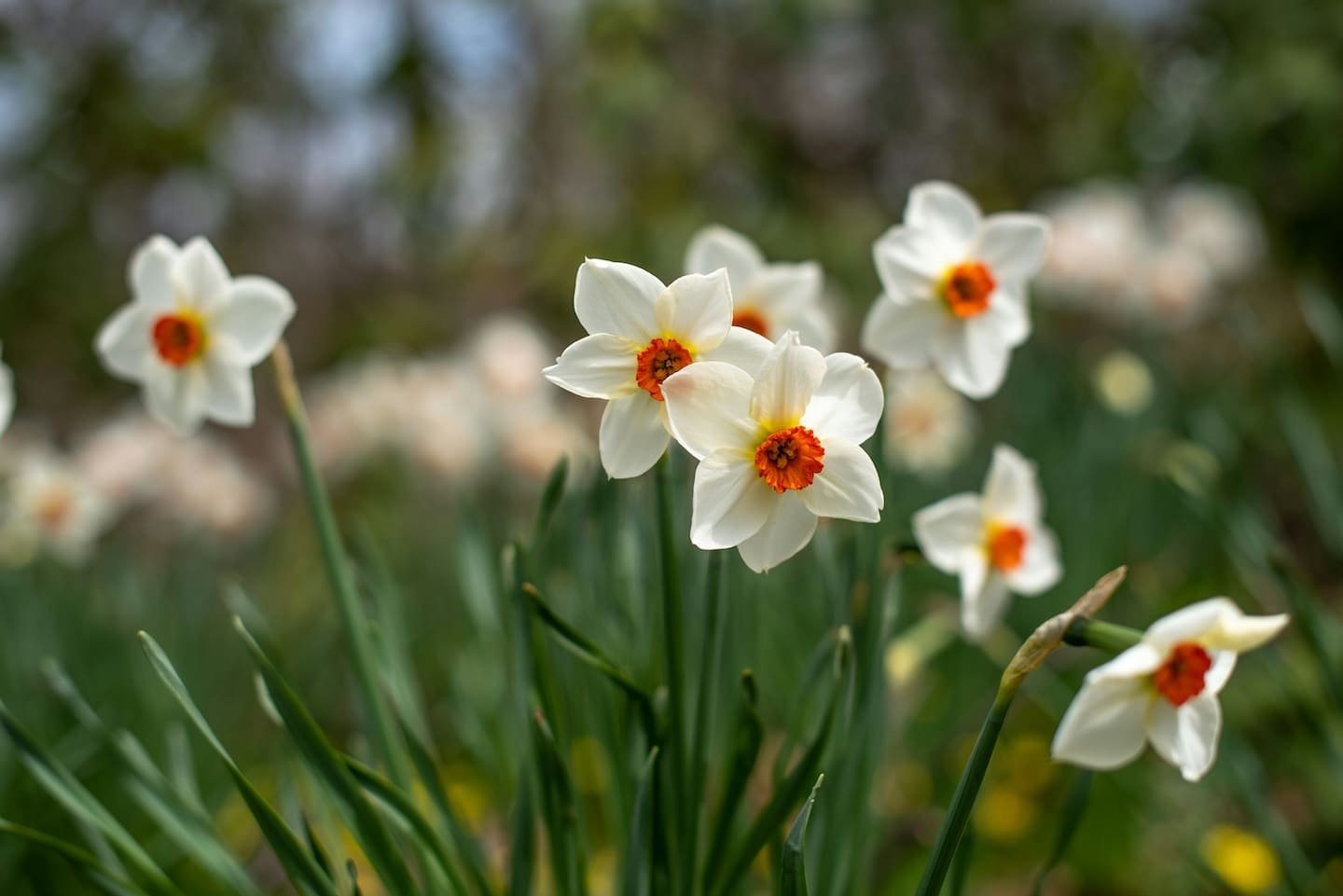 dafodils