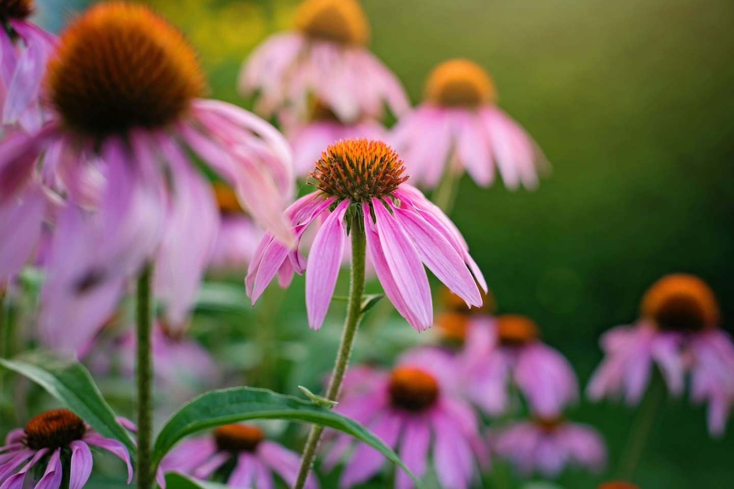 echinacea