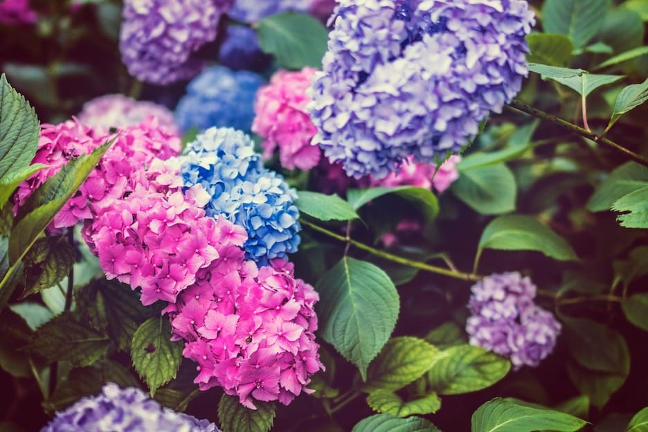 hydrangea