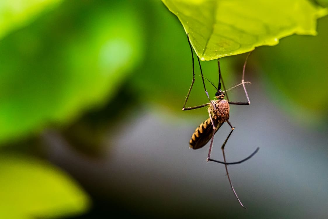 natural-yard-spray-for-mosquitoes