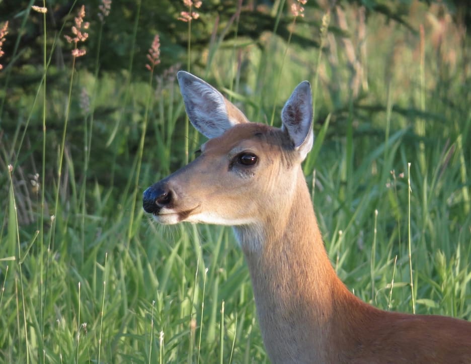 how-to-get-rid-of-deer