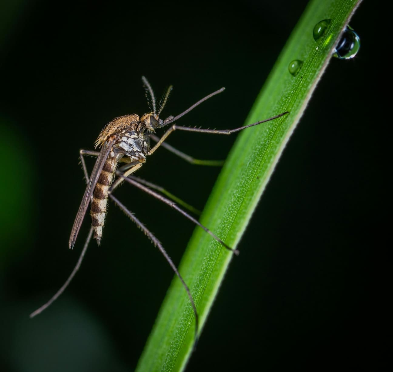 tick-and-mosquito-control