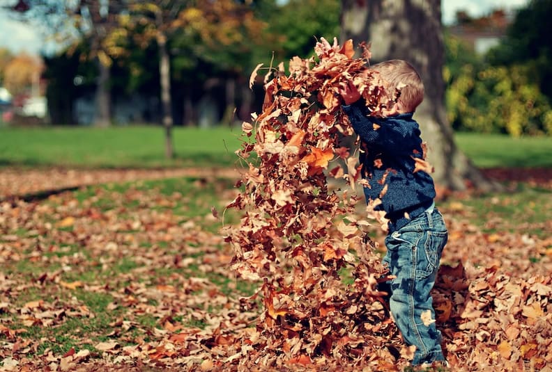 fall-cleanup-landscaping