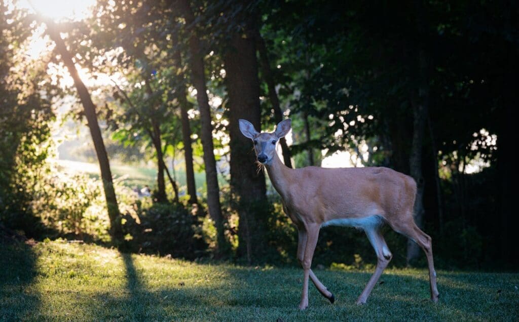 how-do-you-keep-deer-away