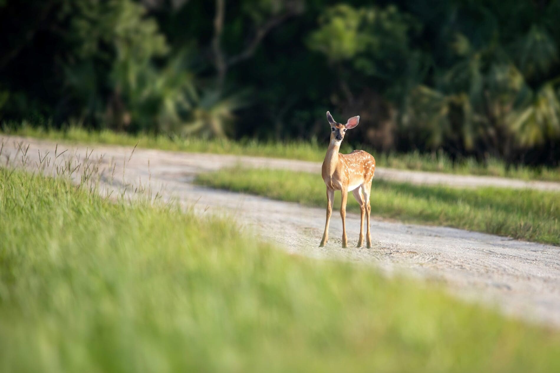 smells-to-keep-deer-away