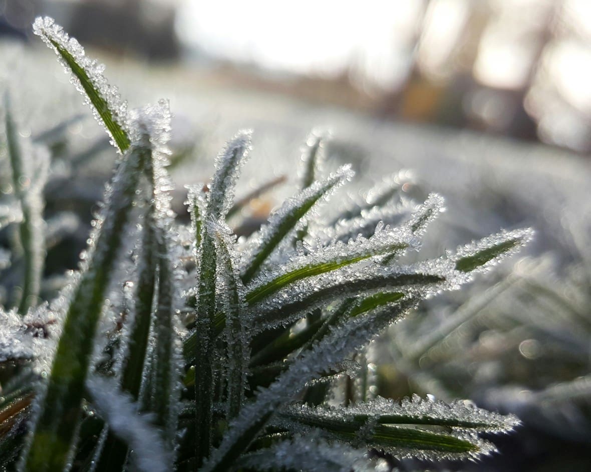 winter-lawn-care