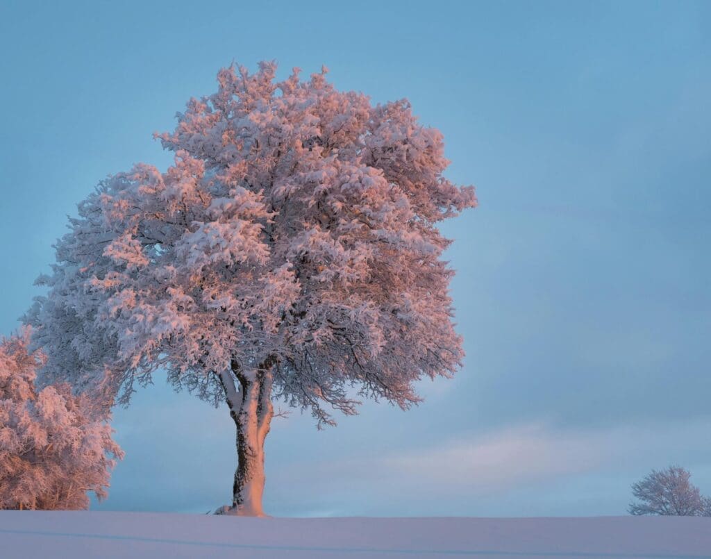 winter care for trees