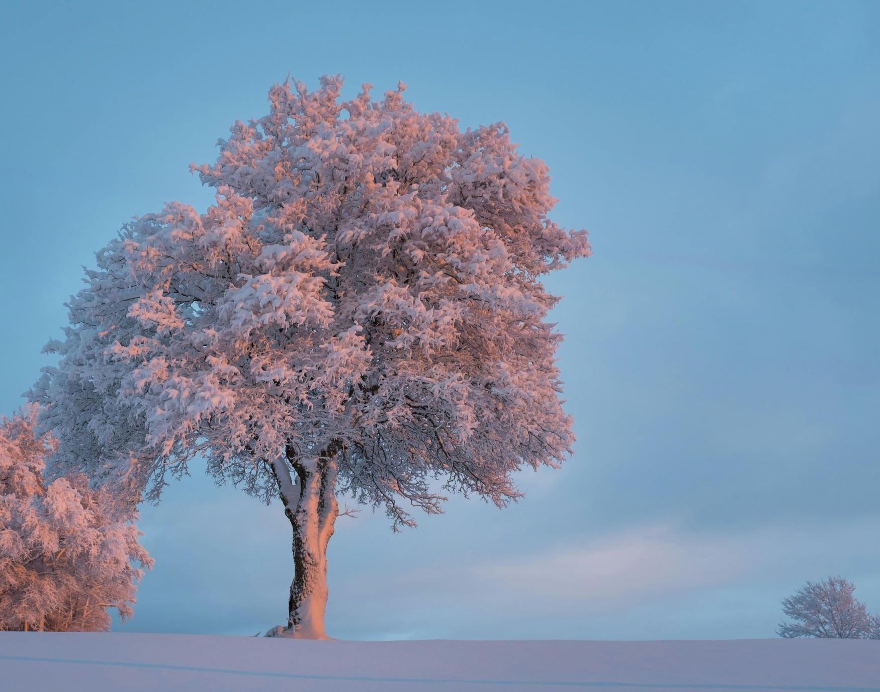 winter care for trees