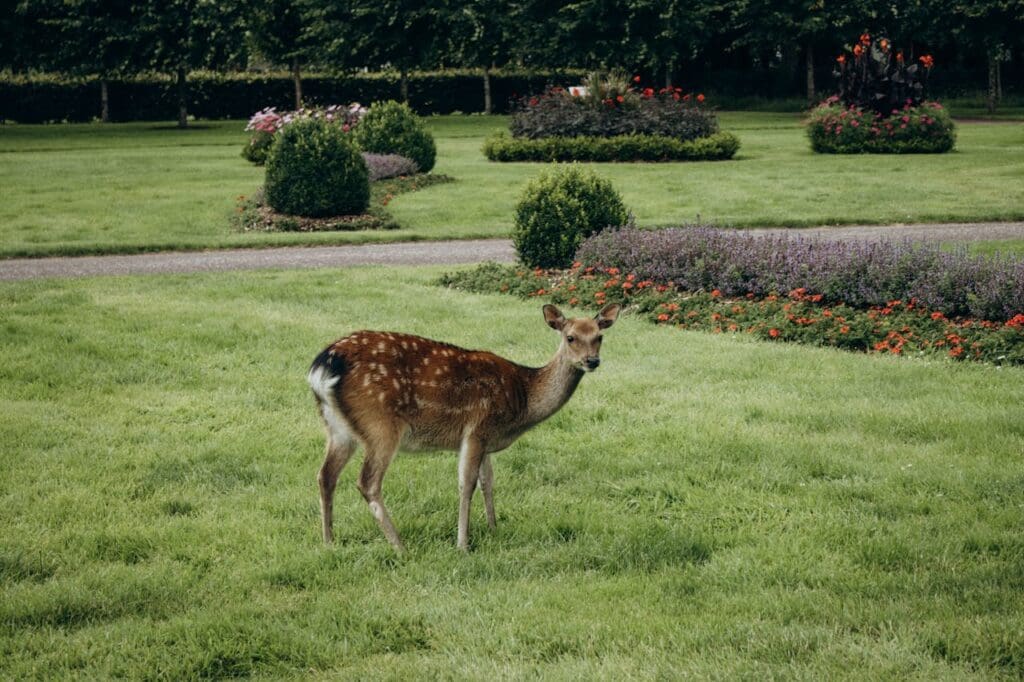 best-way-to-keep-deer-away-from-garden