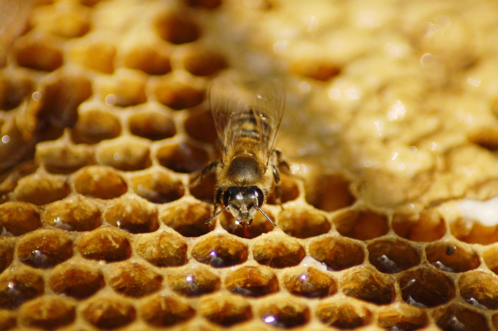 decrease-of-honeybees-from-colony-collapse-disorder